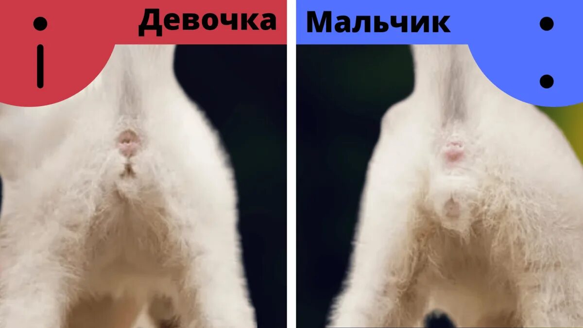Котик мальчик или девочка как понять фото Как определить пол котенка? КотоВедение Дзен