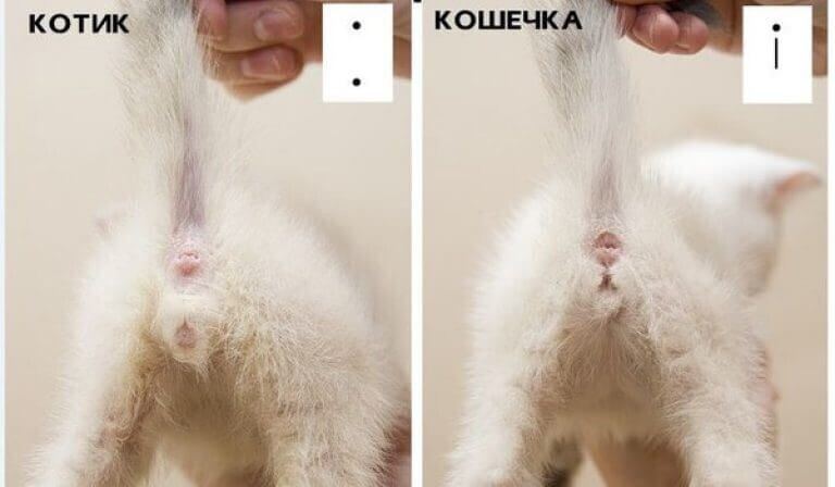 Котик мальчик или девочка как понять фото Ответы Mail.ru: Как определить котят, мальчик или девочка? Помогите, пожалуйста