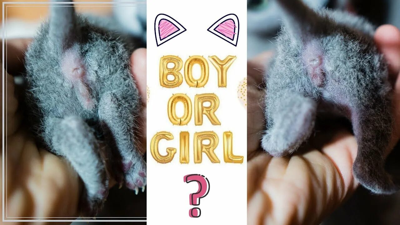 Котик мальчик или девочка как понять фото JAK ROZPOZNAĆ PŁEĆ U KOTA? - YouTube