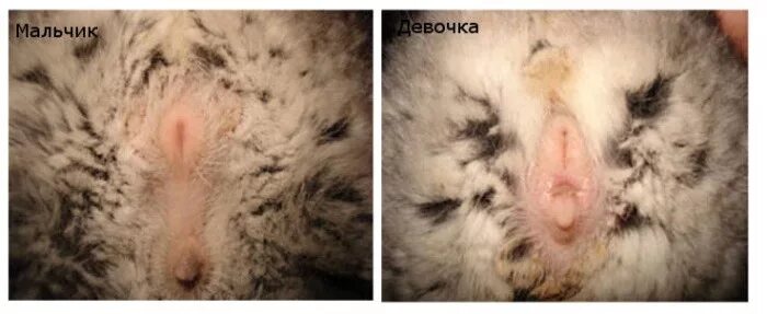 Котик мальчик или девочка как понять фото Ответы Mail.ru: Как определить пол сирийского хомячка?