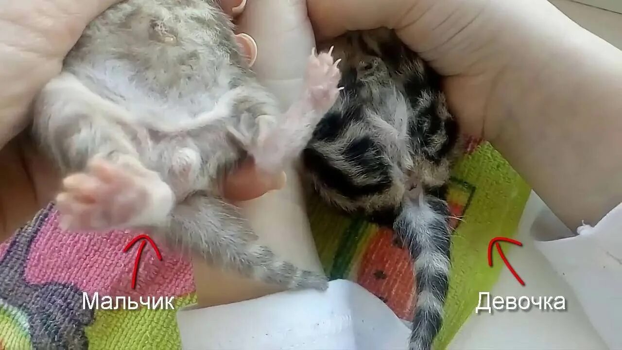 Котик мальчик или девочка как понять фото Как определить маленького котенка мальчик или девочка: найдено 82 картинок