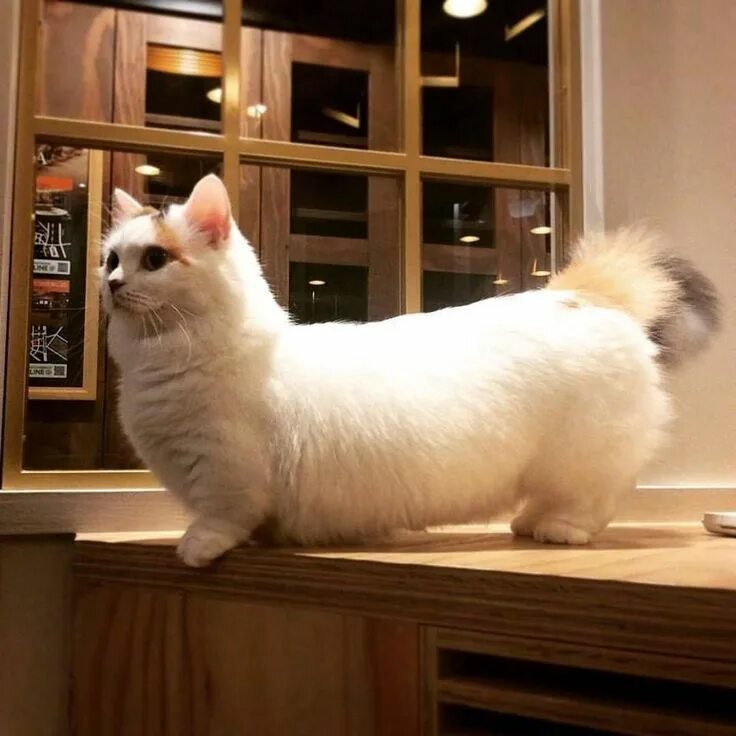 Котик манчкин фото 21 Reasons Why Munchkin Cats Are Too Pure For This World Munchkin cat, Munchkin 