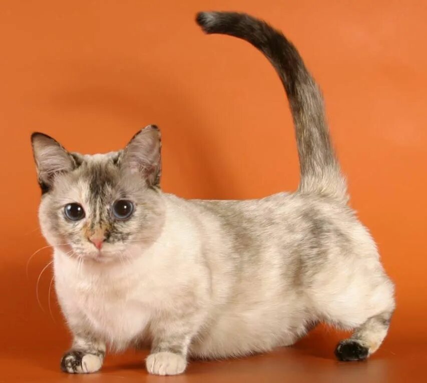 Котик манчкин фото Самые маленькие породы кошек: 7 "вечных котят", которые живут рядом / Флора и фа
