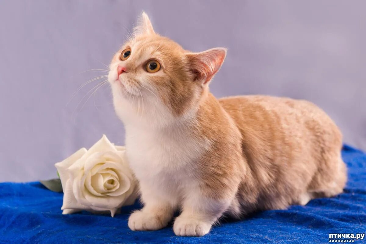Котик манчкин фото Как хороши манчкины! - обсуждение в группе "Манчкин" Птичка.ру