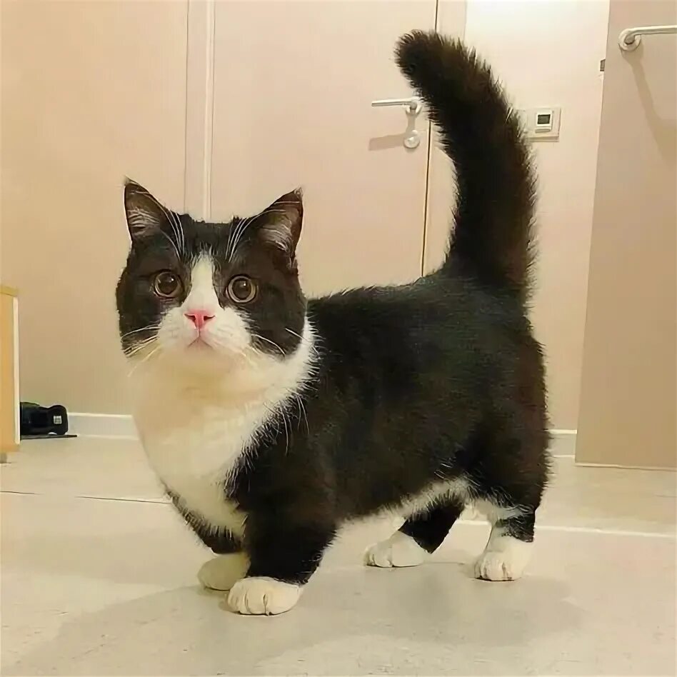 Котик манчкин фото 10 популярных идей на тему "munchkin kitten" для вдохновения