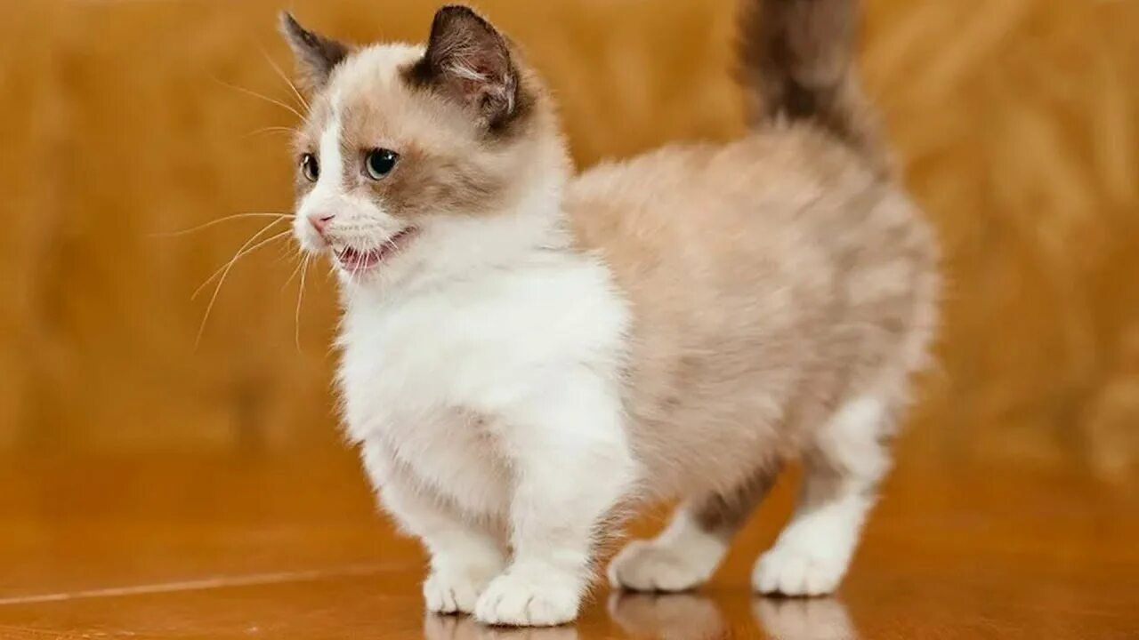 Котик манчкин фото Кошки с короткими лапами 12 пород котогномов - YouTube