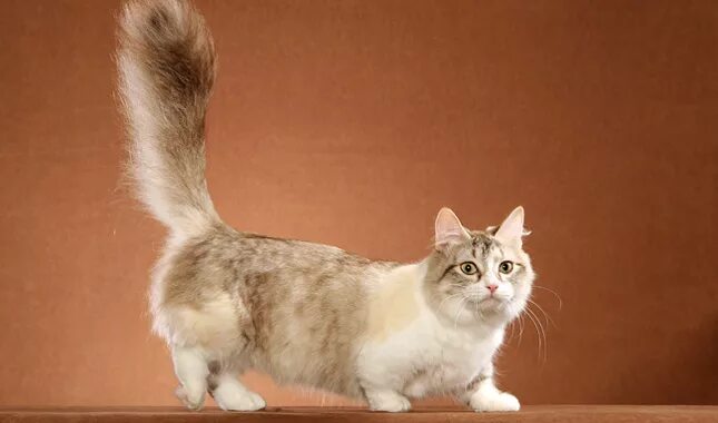 Котик манчкин фото Munchkin Cat Breed Information - Vetstreet Vetstreet