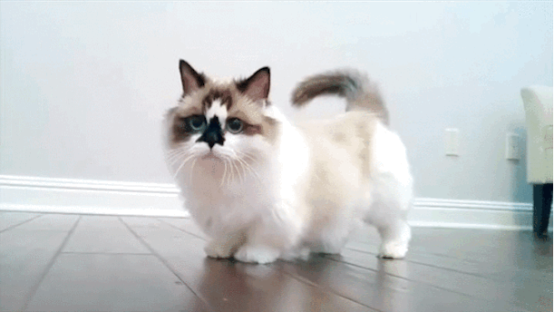 Котик манчкин фото 21 Reasons Why Munchkin Cats Are Too Pure For This World Munchkin cat, Munchkin 