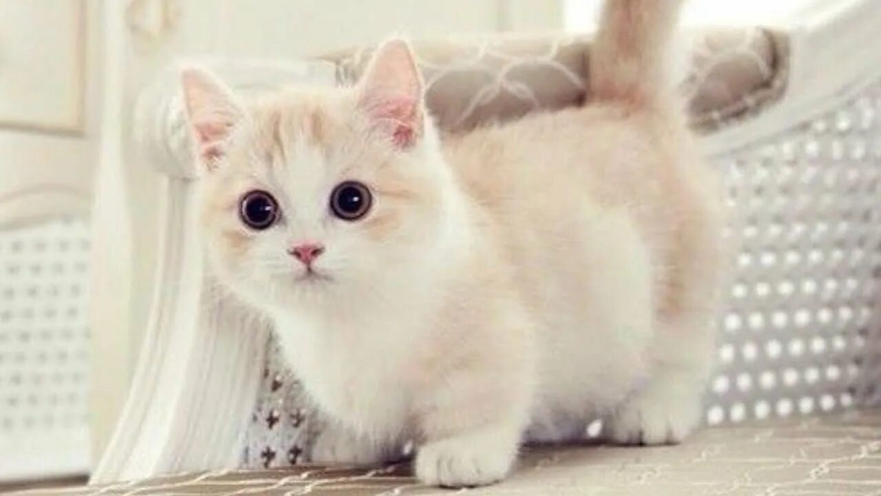 Котик манчкин фото CUTE AND FUNNY MUNCHKIN CATS COMPILATION - YouTube