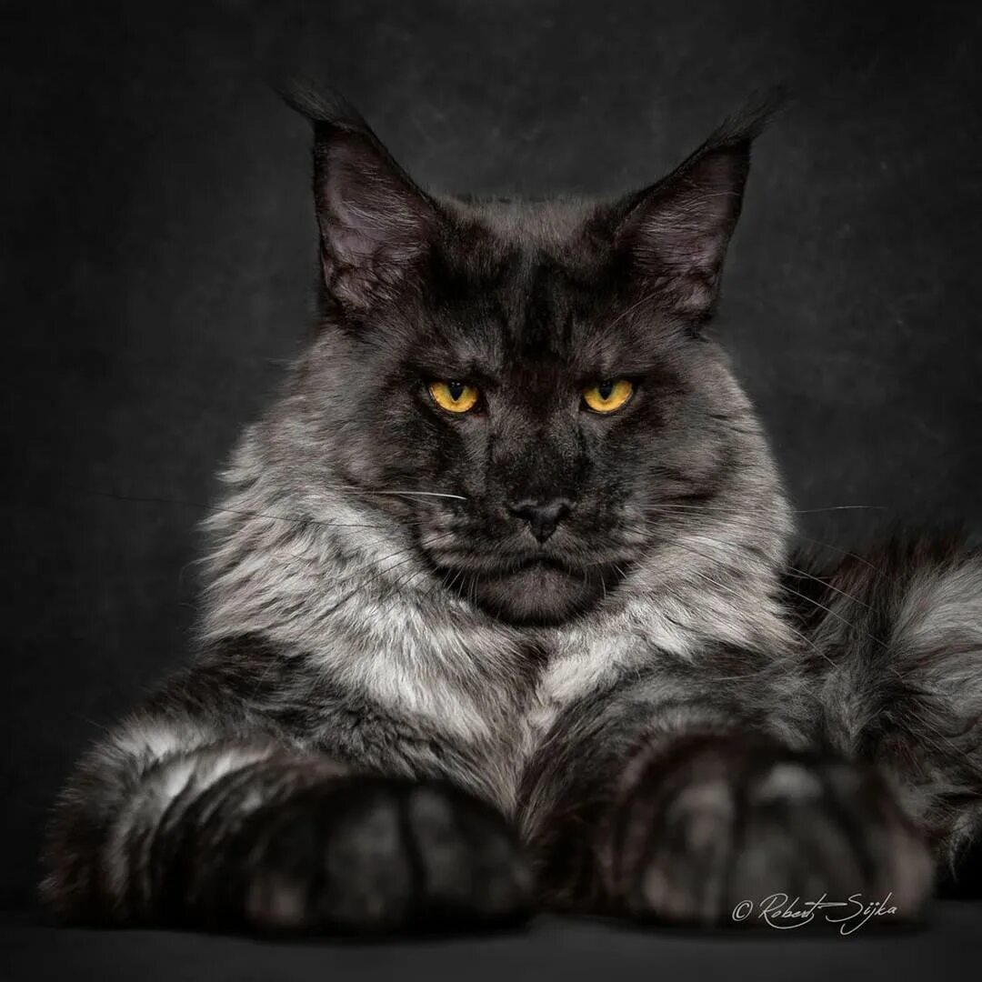 Котик мэйкун фото Pin on CATS!