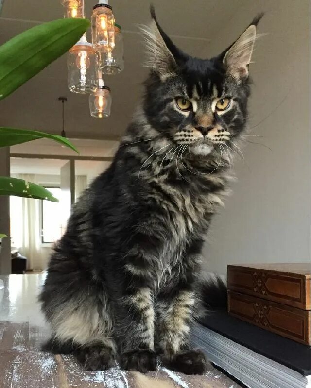Котик мэйкун фото Pin on Maine ❤ Coon ❤
