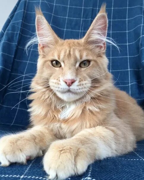 Котик мэйкун фото Need a Maine Coon cat on a case , urgently ! ! 2023 Село Борское ВКонтакте