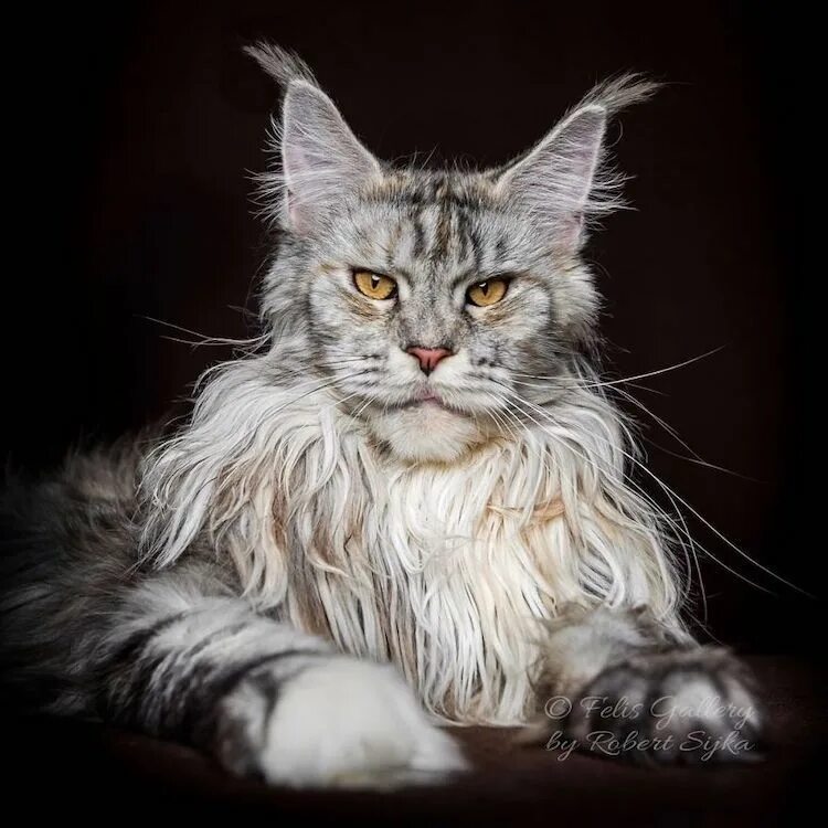 Котик мэйкун фото Pin en Sebas