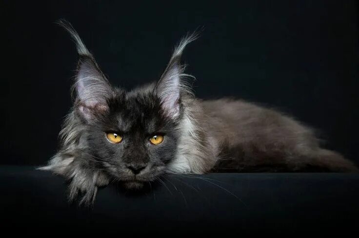 Котик мэйкун фото Imgur Gato maine, Gatos, Gatos raros
