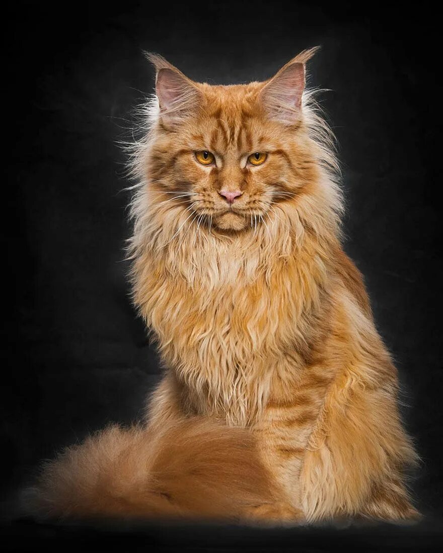 Котик мэйкун фото Pin em Cats and Cats