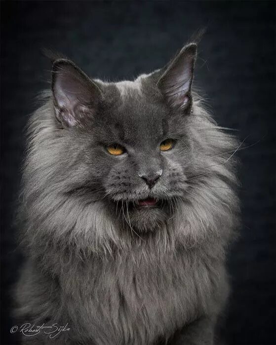 Котик мэйкун фото Pin on Кошки