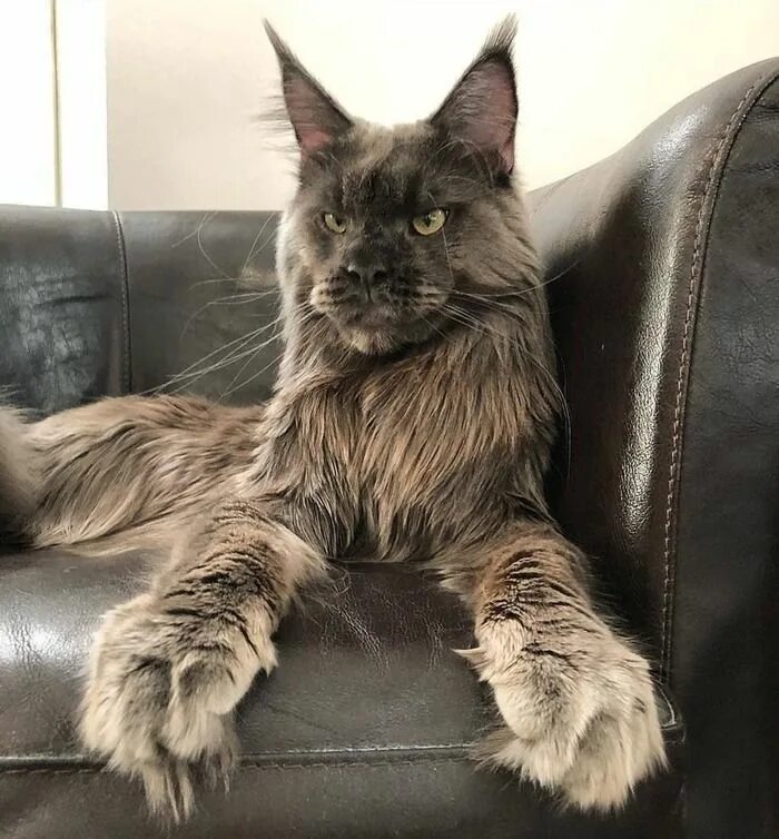 Котик мэйкун фото Pin on CATS
