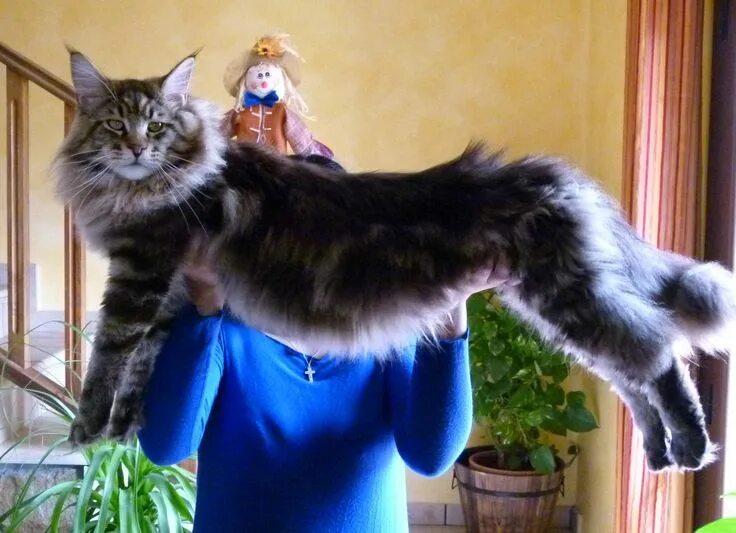 Котик мэйкун фото Pin on Maine Coon's World