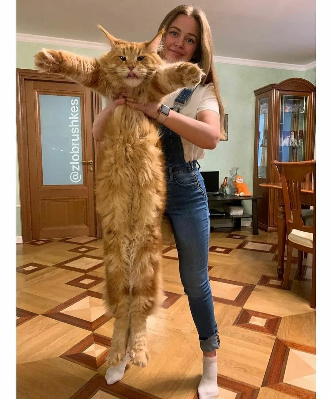 Котик мэйкун фото Pin on Cat