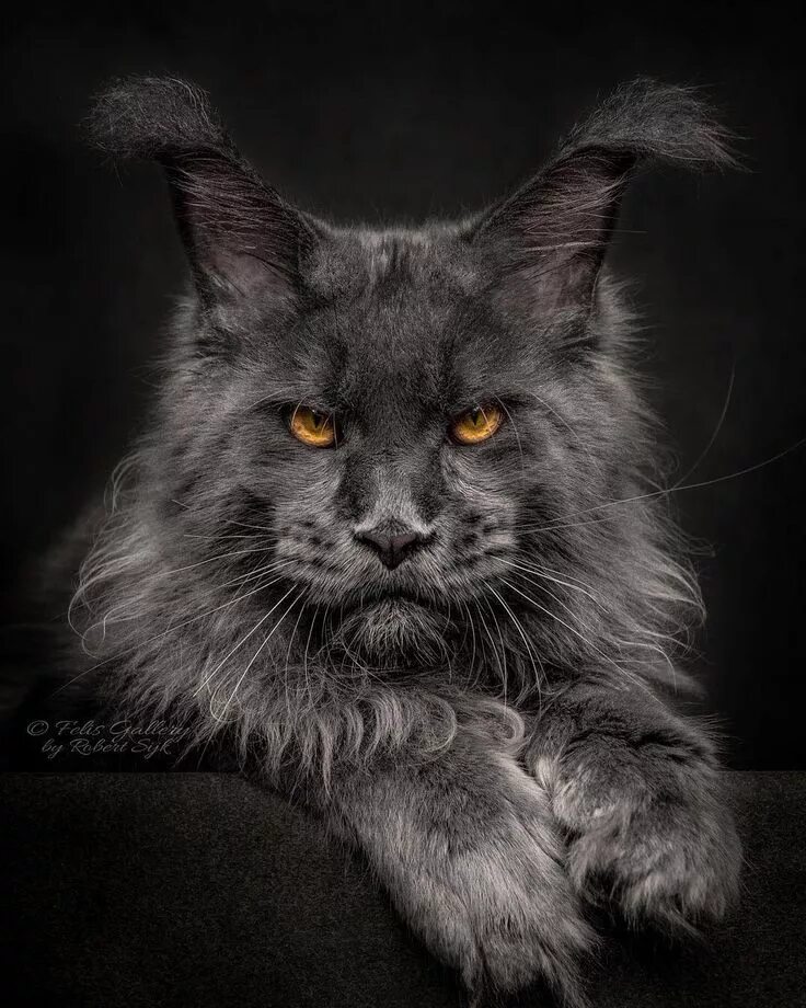 Котик мейн кун фото Felis Gallery by Robert Sijka on Instagram: "Say hello to Quavo. . #mainecoon #c