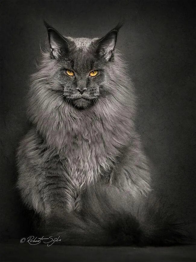 Котик мейн кун фото Невероятные фотографии мейн-кунов Gatos raros, Gatos bonitos, Gatos