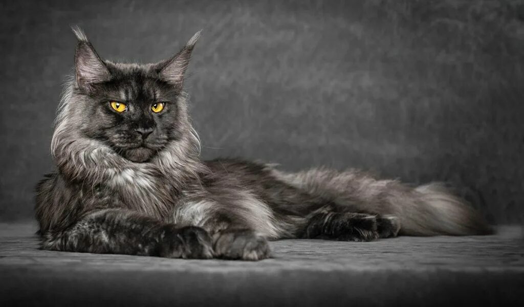 Котик мейн кун фото Мейн-кун: все о кошке, фото, описание породы, характер, цена