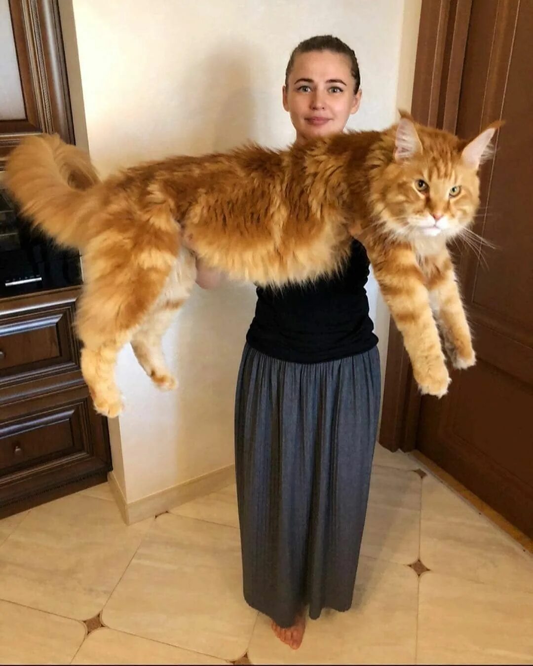 Котик мейн кун фото Pin on Cat