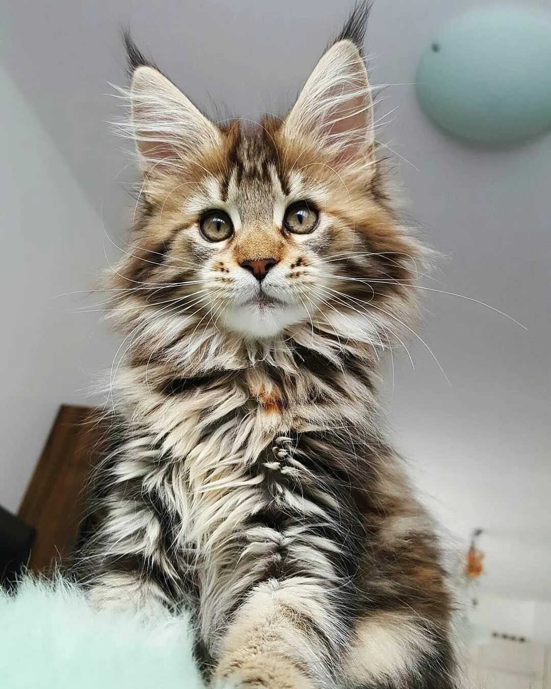 Котик мейн кун фото Pin on OH BABY