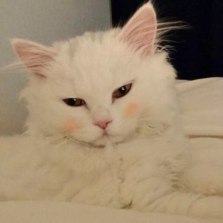 Котик милый фото эстетика Pin em a n i m a l s Gatos legais, Fotos de gatinhos fofinhos, Gatinhos fofos