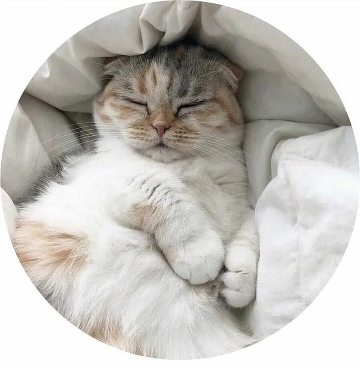 Котик милый фото эстетика Pin by dunafdez on ICONS Pets cats, Fancy cats, Cats