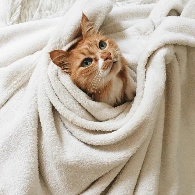 Котик милый фото эстетика Pin by Emma on Aesthetics Cats, Crazy cats, Pets