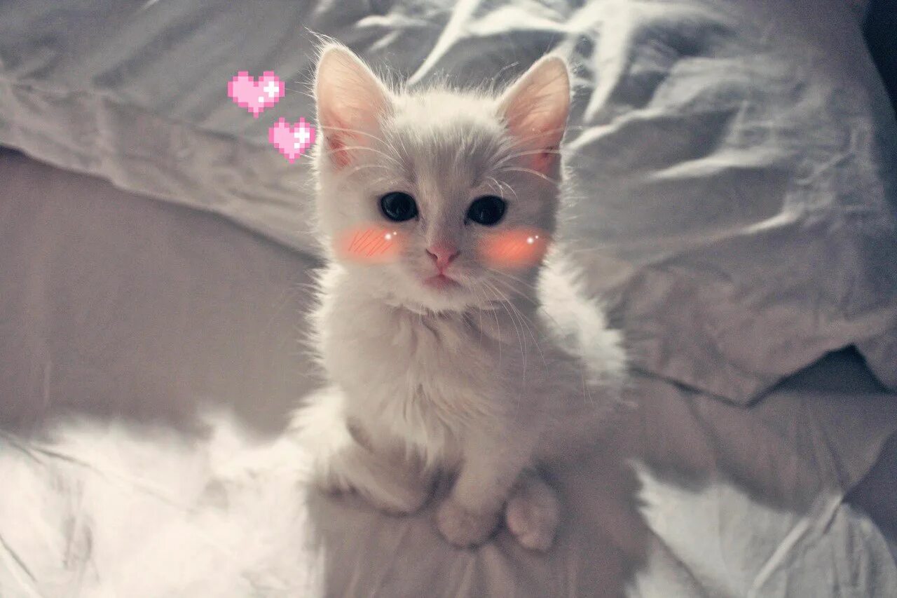 Котик милый фото эстетика Спільнота Steam :: :: Arrrrr