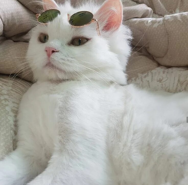 Котик милый фото эстетика Cat Care 101: Keeping Your Cat Healthy and Your Home Clean Cute cats, Cats, Anim
