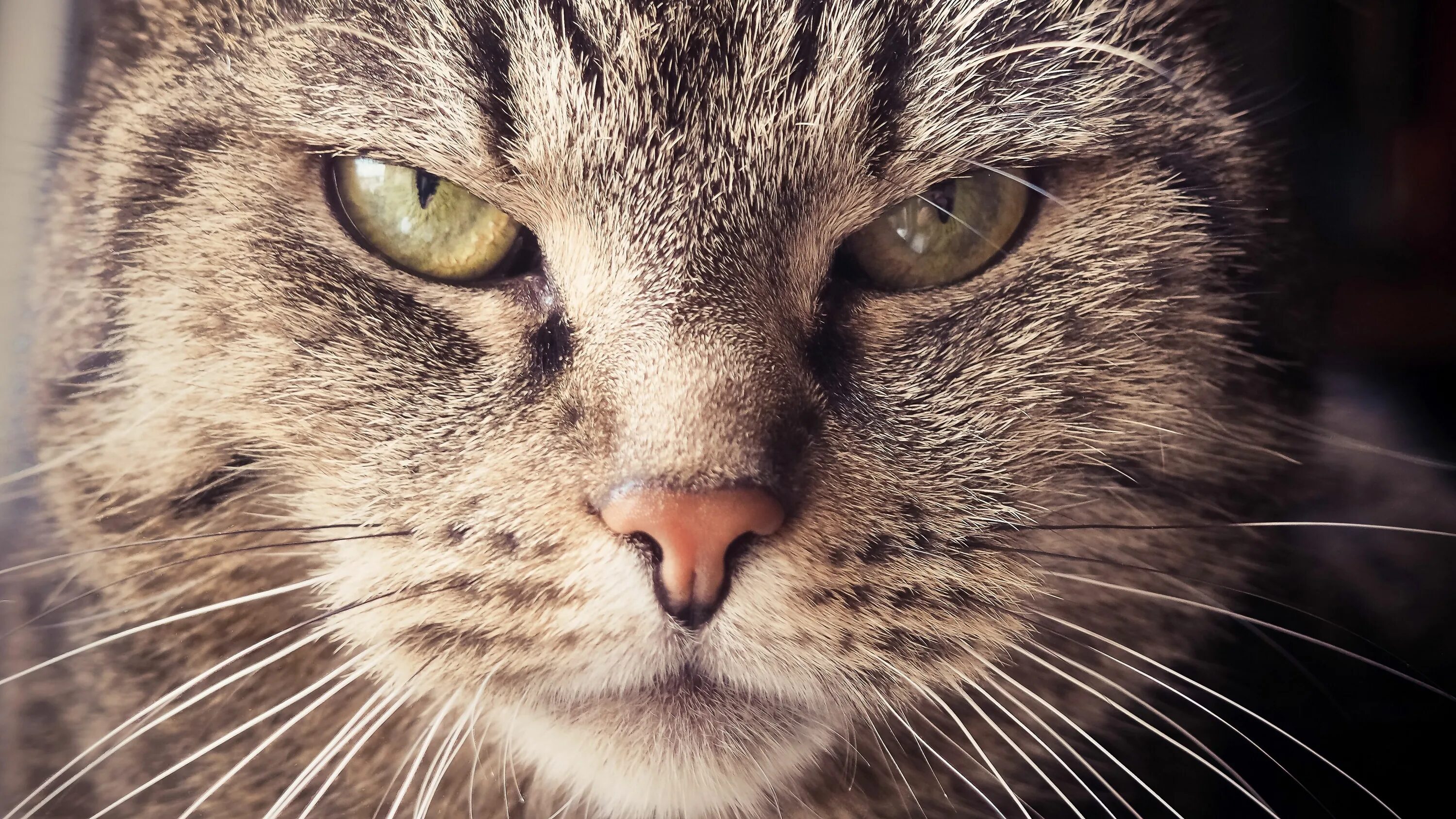 Котик морда фото Download wallpaper 3840x2160 cat, muzzle, severe, look 4k uhd 16:9 hd background