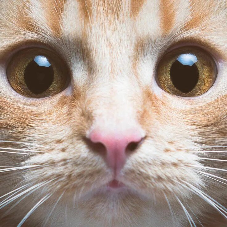 Котик морда фото Those eyes! Orange tabby cats, Cats, Tabby cat