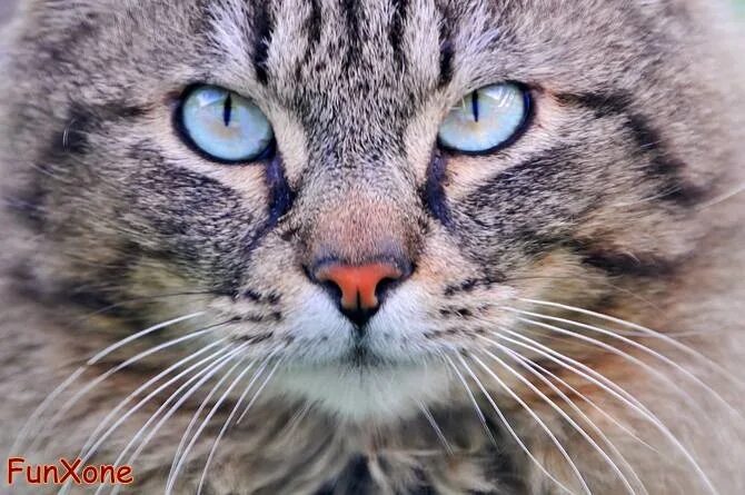 Котик морда фото Cat with turquoise eyes Cat photography, Cute cats, Cat facts