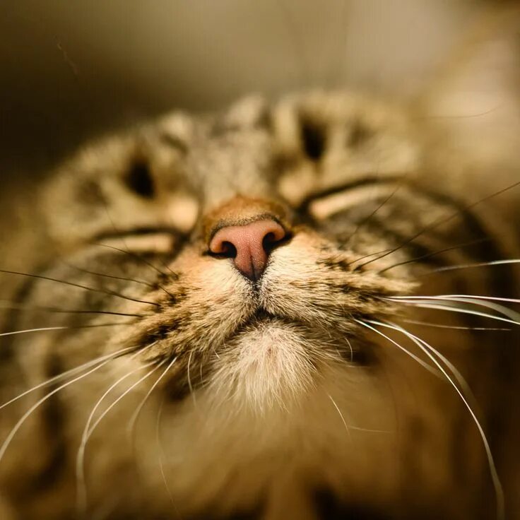 Котик морда фото Ravenwhimsy's Wonderful World Cats, Beautiful cats, Cats and kittens