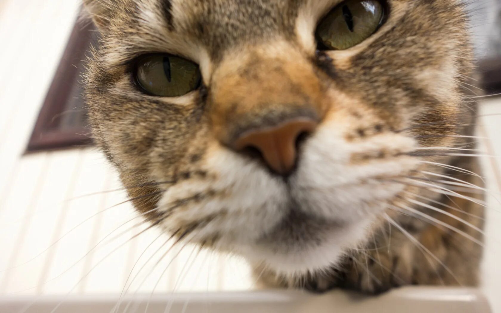 Котик морда фото Wallpaper : blurred, nose, whiskers, eye, fauna, vertebrate, close up, cat like 