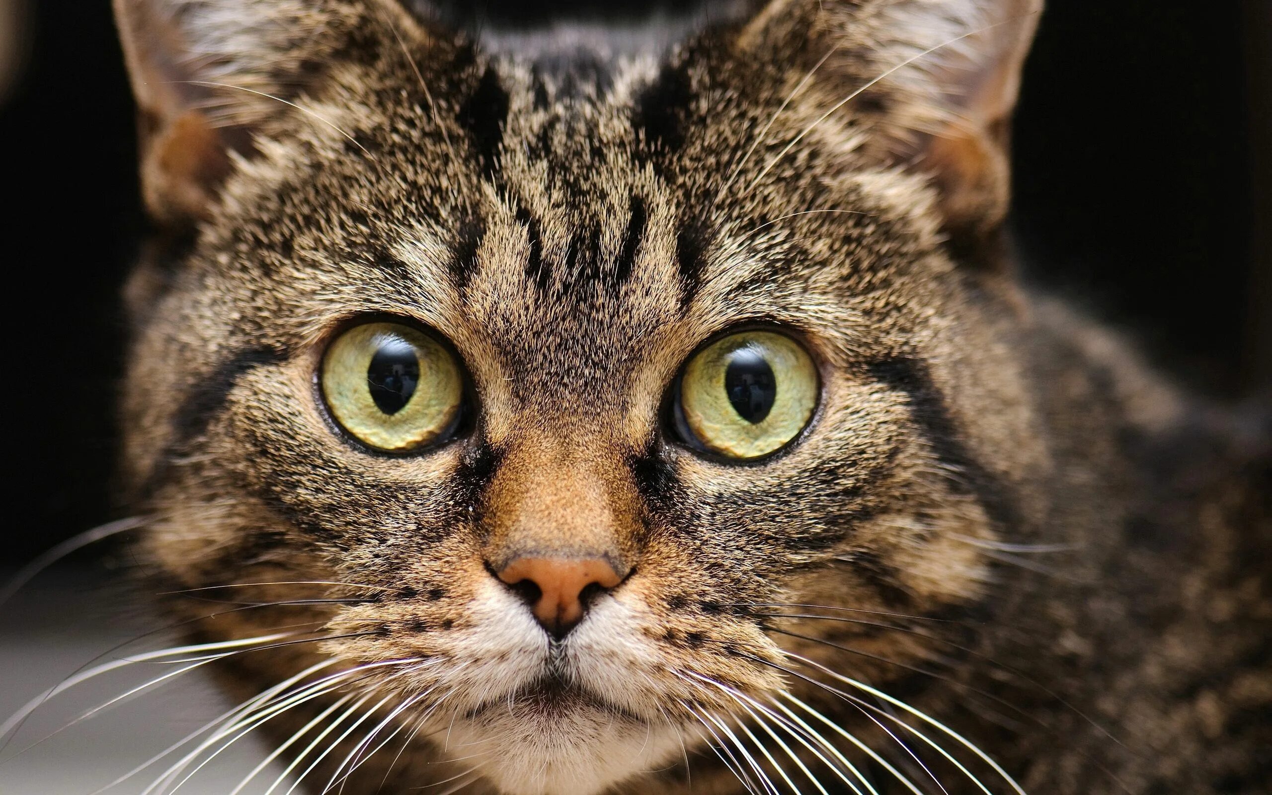 Котик морда фото Download wallpaper 2560x1600 muzzle, cat, whiskers, eyes hd background