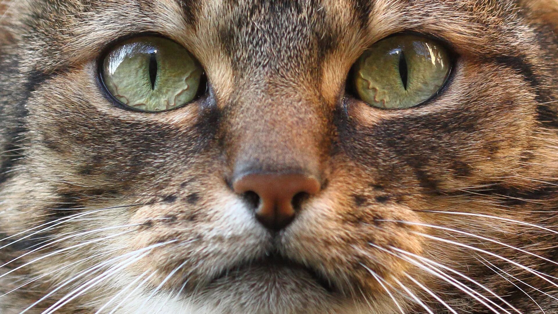 Котик морда фото Download wallpaper cat, eyes, cat, look, muzzle, section cats in resolution 1920