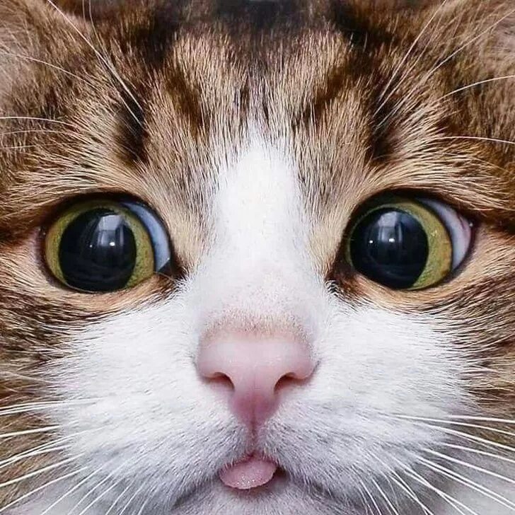Котик морда фото 25 photos qui prouvent que les chats sont les êtres les plus mignons de la planè