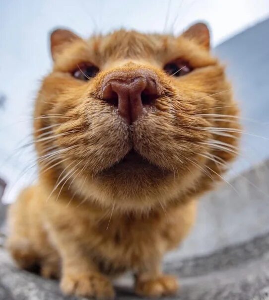 Котик морда фото Всем привет! Сегодня в массиве Чаща работает профессиональный ветеринар-хирург. 
