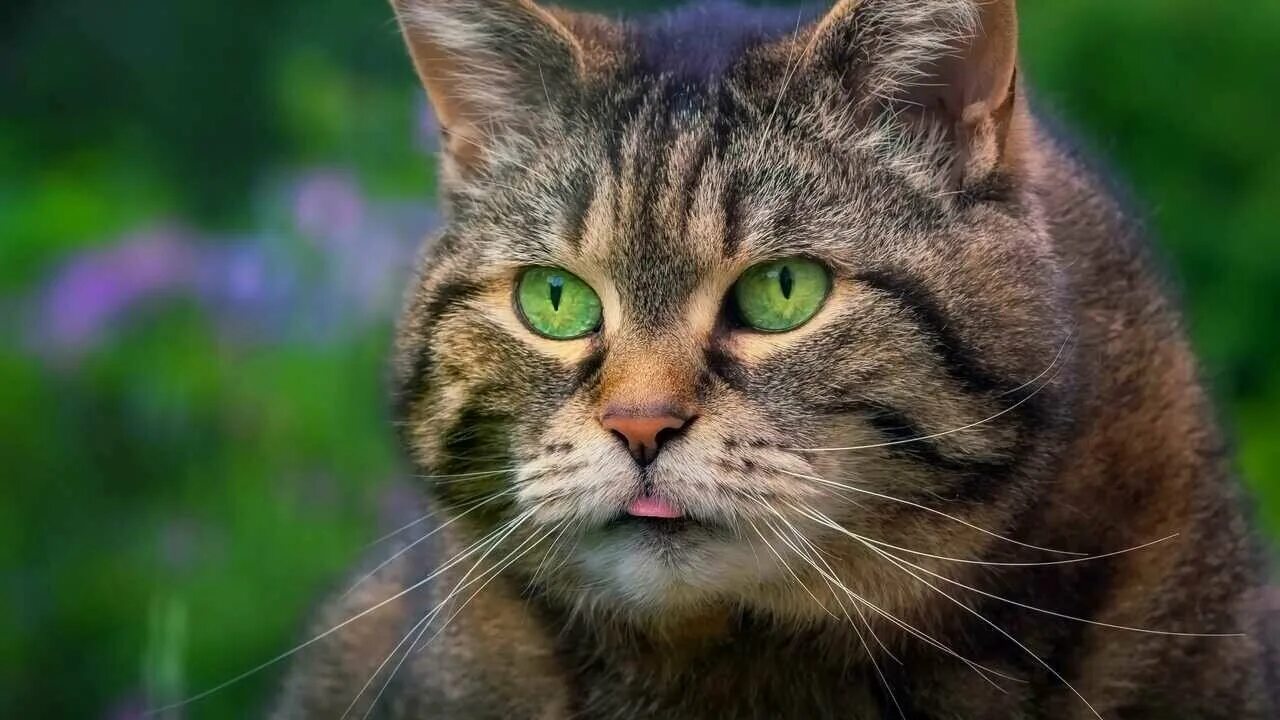 Котик морда фото Картина на холсте 60x110 LinxOne "Кот мордаха здоровяк котофеич" интерьерная для
