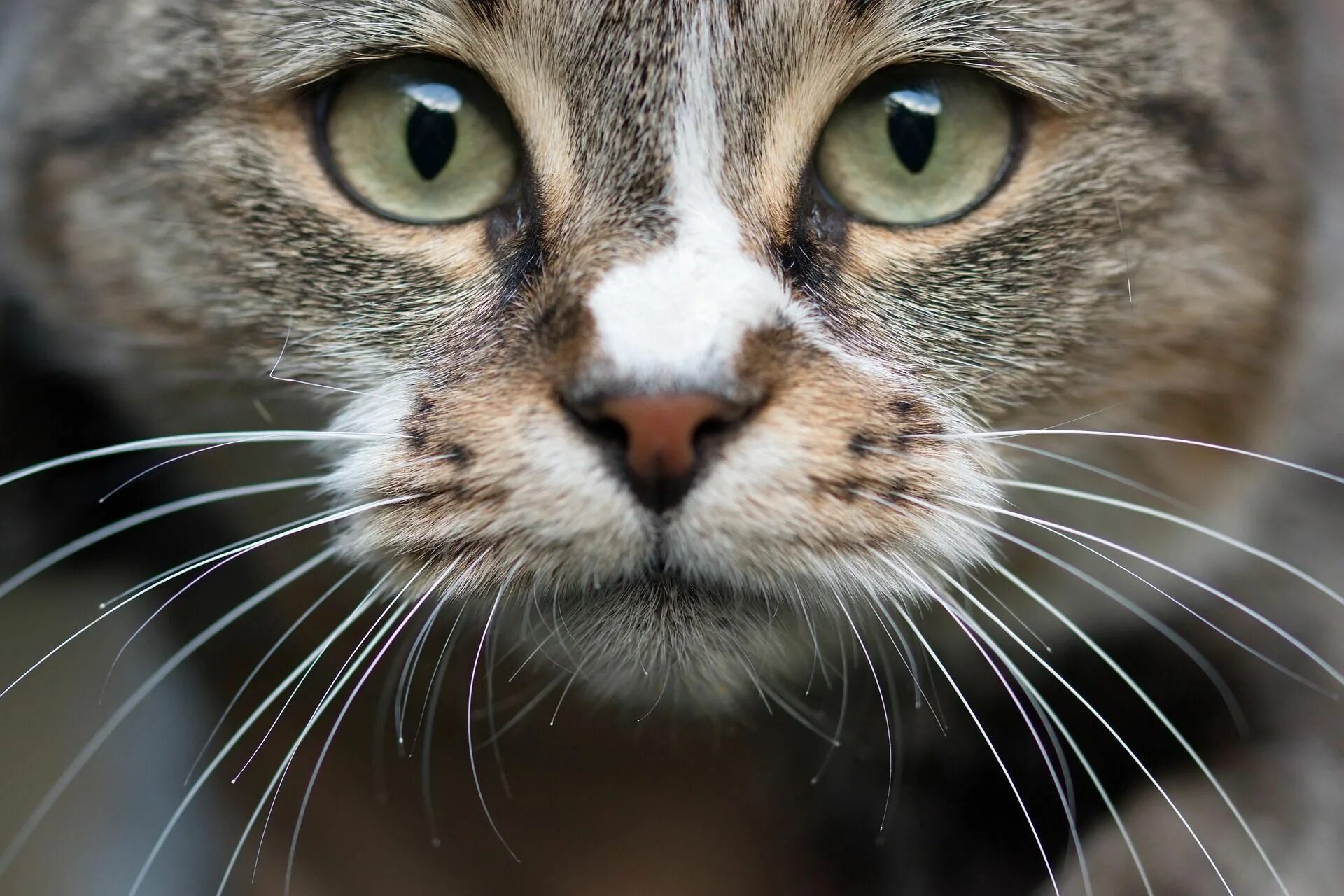 Котик морда фото Adorable cat face closeup #closeup #catface #catwhiskers #aww Schilder