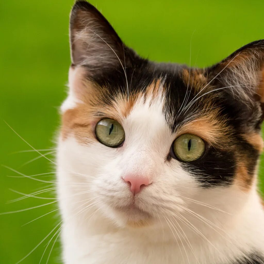 Котик морда фото Скачать обои кошка, взгляд, мордочка, котейка, раздел кошки в разрешении 1024x10