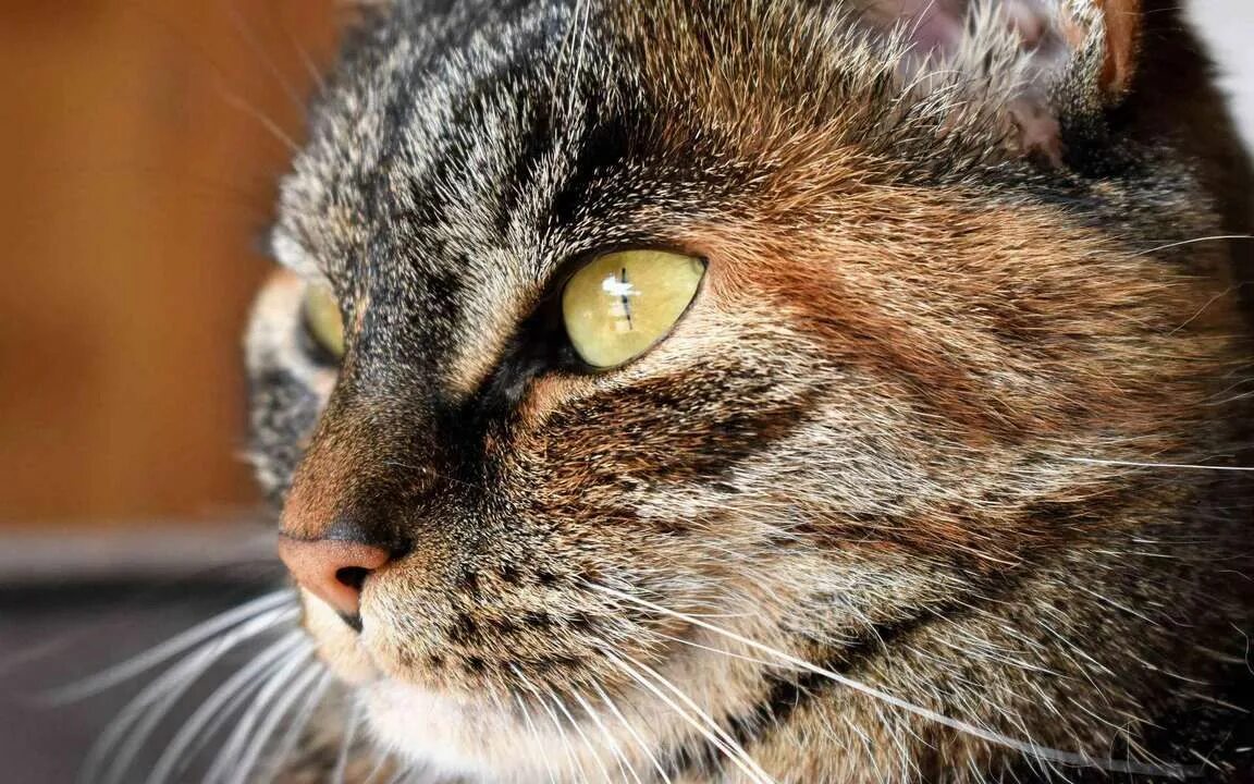 Котик морда фото Характеристики Картина Linxone "Кот, полосатый, морда, усы, нос", 60 см х 40 см,