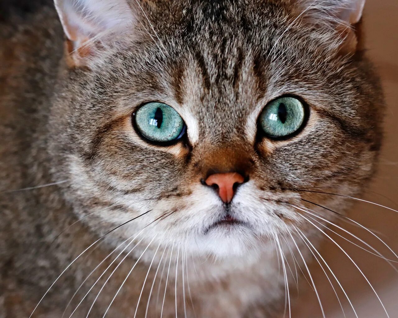 Котик морда фото Скачать обои кошка, кот, взгляд, морда, крупный план, серый, фон, портрет, разде