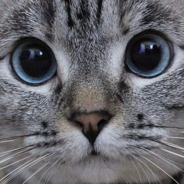 Котик морда фото Pin de Melodie Szakats en * Cat's Mee-yow Gatos, Gatitos lindos, Felino