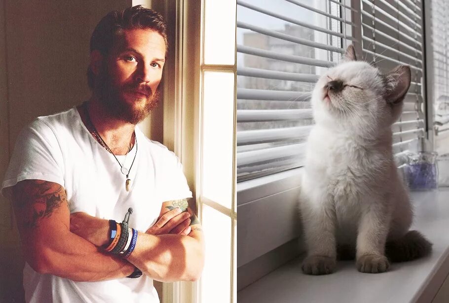 Котик мужчина фото I never tire of looking at Tom Hardy and now with matching cute kitten! Chaton, 