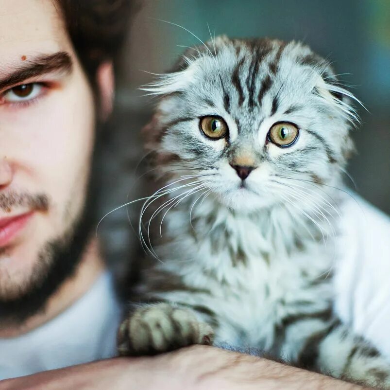 Котик мужчина фото Pin by Elizabeth Himeles on Cuties Cats, Tabby cat, Cat breeds